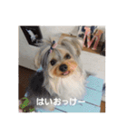 たれみみヨーキーの毎日すたんぷ（個別スタンプ：12）