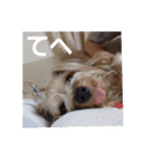 たれみみヨーキーの毎日すたんぷ（個別スタンプ：13）