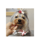 たれみみヨーキーの毎日すたんぷ（個別スタンプ：14）