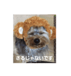 たれみみヨーキーの毎日すたんぷ（個別スタンプ：15）