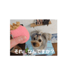 たれみみヨーキーの毎日すたんぷ（個別スタンプ：16）