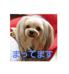 たれみみヨーキーの毎日すたんぷ（個別スタンプ：18）