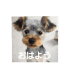 たれみみヨーキーの毎日すたんぷ（個別スタンプ：19）