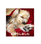 たれみみヨーキーの毎日すたんぷ（個別スタンプ：21）