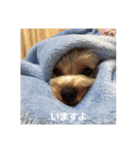 たれみみヨーキーの毎日すたんぷ（個別スタンプ：23）