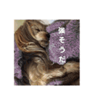 たれみみヨーキーの毎日すたんぷ（個別スタンプ：24）