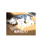 たれみみヨーキーの毎日すたんぷ（個別スタンプ：29）