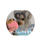 たれみみヨーキーの毎日すたんぷ（個別スタンプ：30）