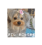 たれみみヨーキーの毎日すたんぷ（個別スタンプ：33）