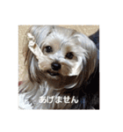 たれみみヨーキーの毎日すたんぷ（個別スタンプ：35）