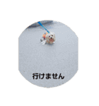 たれみみヨーキーの毎日すたんぷ（個別スタンプ：36）