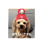 たれみみヨーキーの毎日すたんぷ（個別スタンプ：37）