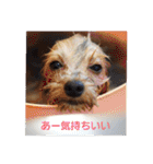 たれみみヨーキーの毎日すたんぷ（個別スタンプ：38）