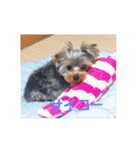 たれみみヨーキーの毎日すたんぷ（個別スタンプ：39）
