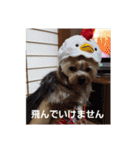たれみみヨーキーの毎日すたんぷ（個別スタンプ：40）