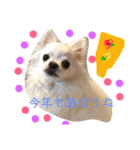 チロル君 お正月編（個別スタンプ：4）