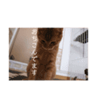 ウォルトの日常（個別スタンプ：13）