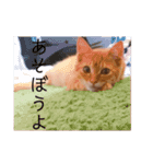 ウォルトの日常（個別スタンプ：23）