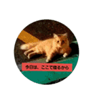 どうぶつえーん（個別スタンプ：4）