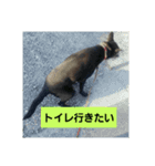 どうぶつえーん（個別スタンプ：9）