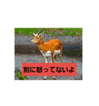 どうぶつえーん（個別スタンプ：10）