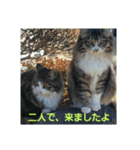 どうぶつえーん（個別スタンプ：15）