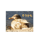 どうぶつえーん（個別スタンプ：16）