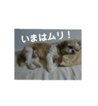 くーたんのつぶやき 2（個別スタンプ：1）