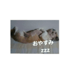 くーたんのつぶやき 2（個別スタンプ：2）