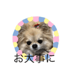 キャンビビちー2（個別スタンプ：1）