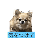 キャンビビちー2（個別スタンプ：2）