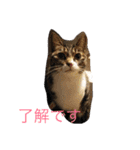 キャンビビちー2（個別スタンプ：7）
