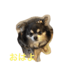 キャンビビちー2（個別スタンプ：11）