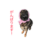 Hope Dogs2（個別スタンプ：1）