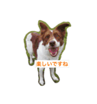 Hope Dogs2（個別スタンプ：2）