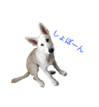 Hope Dogs2（個別スタンプ：3）