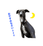 Hope Dogs2（個別スタンプ：4）