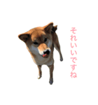 Hope Dogs2（個別スタンプ：5）