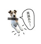 Hope Dogs2（個別スタンプ：7）