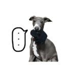Hope Dogs2（個別スタンプ：8）