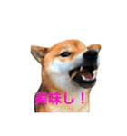 Hope Dogs2（個別スタンプ：9）