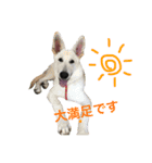 Hope Dogs2（個別スタンプ：10）