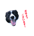 Hope Dogs2（個別スタンプ：11）