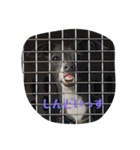 Hope Dogs2（個別スタンプ：12）