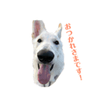 Hope Dogs2（個別スタンプ：14）