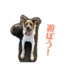 Hope Dogs2（個別スタンプ：16）