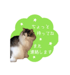 ぽんたくん2（個別スタンプ：15）