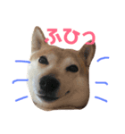 柴犬 うるみちゃんの気持ち（個別スタンプ：1）