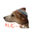 柴犬 うるみちゃんの気持ち（個別スタンプ：2）