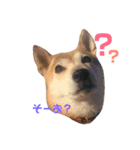 柴犬 うるみちゃんの気持ち（個別スタンプ：3）